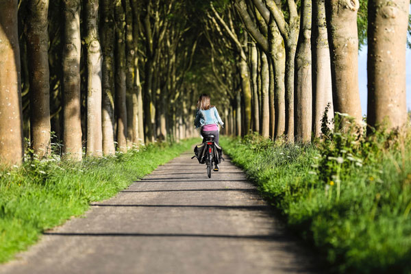 Road surrounded by trees